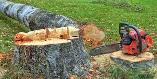 Best Tree and Shrub Care  in Lake Los Angeles, CA