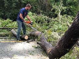 Reliable Lake Los Angeles, CA Tree Removal Solutions