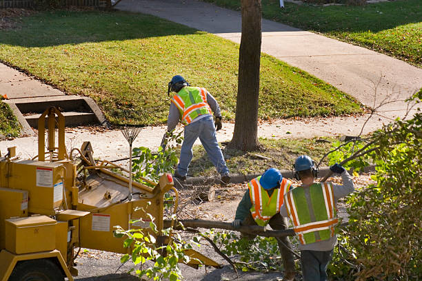 Best Tree Mulching  in Lake Los Angeles, CA