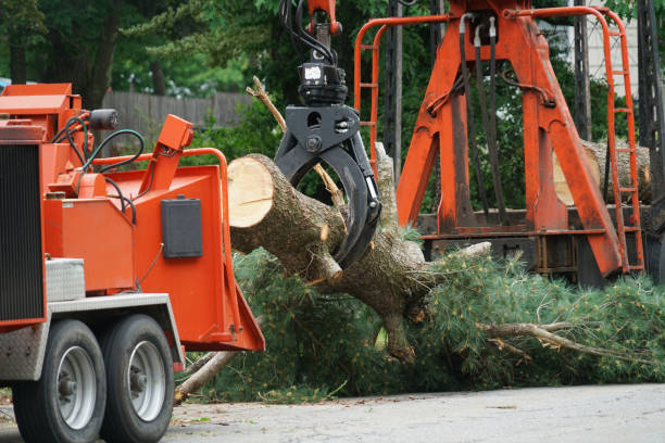 Leaf Removal in Lake Los Angeles, CA