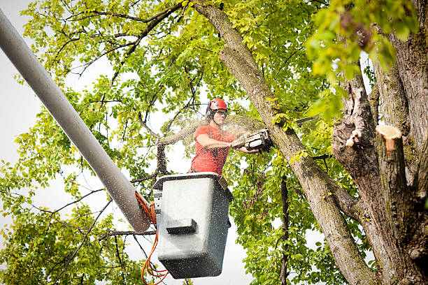 How Our Tree Care Process Works  in  Lake Los Angeles, CA
