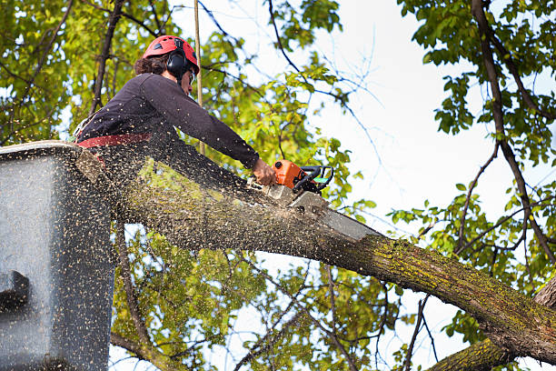  Lake Los Angeles, CA Tree Removal Pros