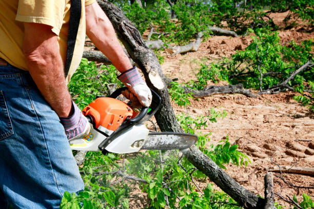Best Arborist Consultation Services  in Lake Los Angeles, CA